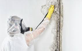 Best Mold Removal for HVAC Installations  in Dover, OH